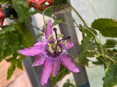 -国家植物园南园