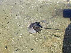 -红树林天天赶海