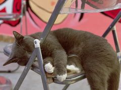 -英歌魂(惠城店)