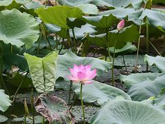-广州神农草堂中医药博物馆