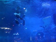 -烟台海昌鲸鲨海洋公园