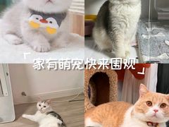 -Bastet sally猫舍购宠(静安店)
