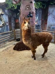 -Zoolung Zoolung动物主题公园(海信广场店)