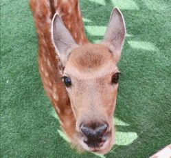 -萌宠亲子动物乐园(槐房万达店)