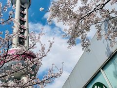 -东方明珠广播电视塔