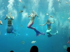 -瑞德姆美人鱼海底演艺主题餐厅(亚龙湾店)