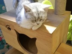 -more than meow吴止猫主题餐厅(承德 中船汇店)