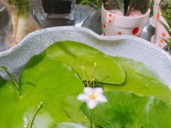 -双季花艺园艺市场(浦东店)