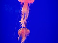 -上海海洋水族馆