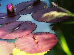 -国家植物园南园