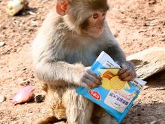 -石家庄市动物园