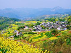 -桑洲油菜花景区