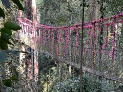 -西双版纳原始森林公园