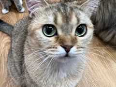 -COLOR PETS 撸猫馆·购猫·猫咖(长风大悦城店)