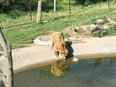 -青藏高原野生动物园