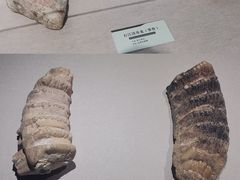 -浙江自然博物院(杭州馆)