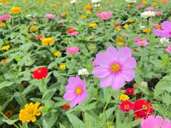 -上海共青森林公园