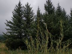 -塞罕坝国家级自然保护区