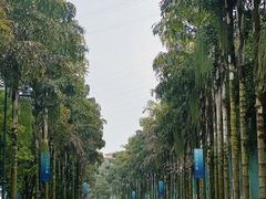 -南山植物园