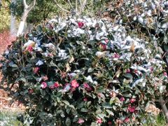 -天鹅湖体育公园