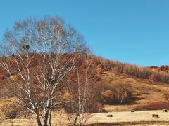 -塞罕坝国家级自然保护区