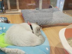 -龟与熊猫宠物公园(南坪店)