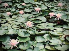 -东莞植物园