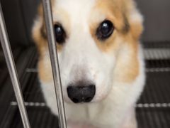 -瑞派康怡24h宠物医院·犬猫医疗中心·微创绝育(瑞景分院)
