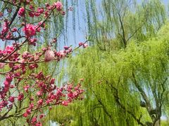 -柳浪闻莺公园