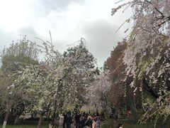 -西安青龙寺遗址景区