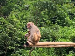 -西双版纳原始森林公园