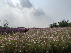 -上海滨江森林公园