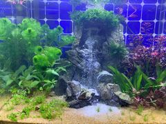 -花鸟鱼虫茶工艺品市场
