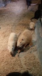 -酷嗒动物文化乐园(cutezoo西溪乐天城店)