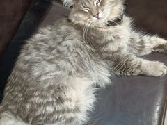 -楼上猫咖(罗湖店)