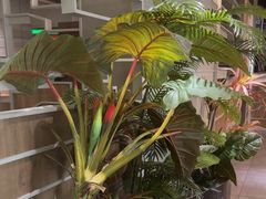 -湊湊火锅·茶憩(皇姑万象汇店)