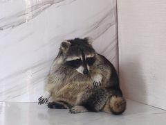 -浣熊柯尔鸭土拨鼠·电玩咖