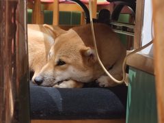 -more than meow吴止猫主题餐厅(承德 中船汇店)