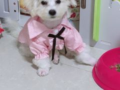 -翊宠yipet猫狗购宠庄园犬舍•猫舍