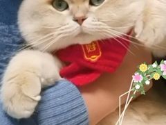 -欣宠猫屋·矮脚拿破仑·蓝金金渐层