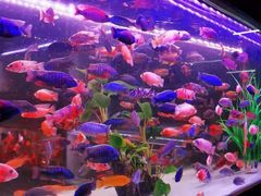 -中环花鸟鱼虫市场