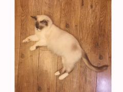 -猫色咖啡·猫咖