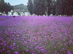 -紫海香堤香草艺术庄园