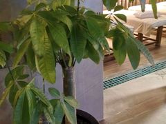 -浅深Cheersum(曹杨店)