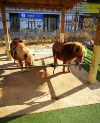 -萌宠亲子动物乐园(槐房万达店)