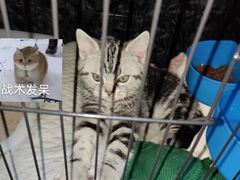 -喵zoo家庭繁育猫舍(尖东智能花园店)