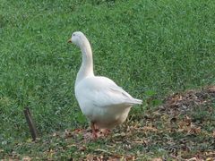 -同銮特种养殖场·龙虾垂钓