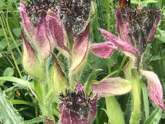 -白草畔自然风景区