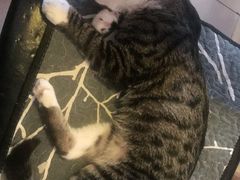 -平行世界·猫咖(首经贸店)