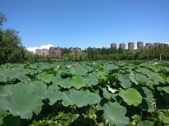 -前关湿地公园